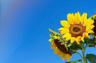 湖南期货从业资格证证书如何领取有哪些渠道呢(湖南期货从业资格证如何领取)